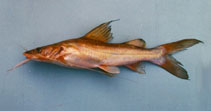Image of Hemibagrus nemurus (Asian redtail catfish)