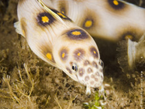 Image of Myrichthys ocellatus (Goldspotted eel)