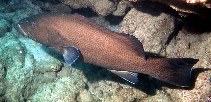 Image of Mycteroperca olfax (Sailfin grouper)