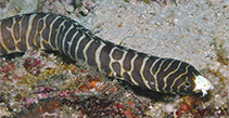 Image of Myrichthys paleracio (Whitenose snake eel)