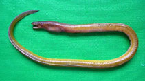 Image of Myrophis punctatus (Speckled worm-eel)