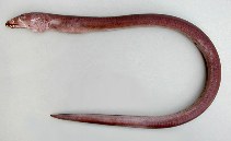 Image of Mystriophis rostellatus (African spoon-nose eel)