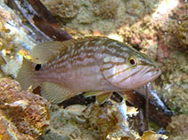 Image of Mycteroperca rubra (Mottled grouper)
