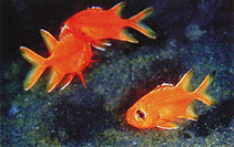 Image of Myripristis trachyacron (East indian soldierfish)