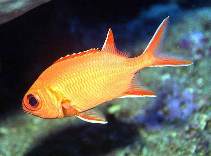 Image of Myripristis vittata (Whitetip soldierfish)