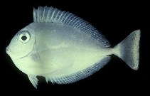Image of Naso brevirostris (Spotted unicornfish)