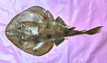 Image of Narcine brevilabiata (Shortlip electric ray)