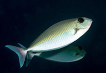 Image of Naso thynnoides (Oneknife unicornfish)