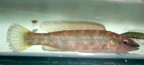Image of Neoodax balteatus (Little weed whiting)