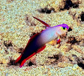 Image of Nemateleotris decora (Elegant firefish)