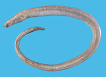 Image of Neenchelys diaphora (Longfin work eel)