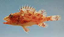 Image of Neomerinthe hemingwayi (Spinycheek scorpionfish)