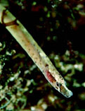Image of Nerophis lumbriciformis (Worm pipefish)