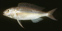 Image of Nemipterus mesoprion (Mauvelip threadfin bream)