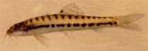 Image of Nemacheilus pallidus 