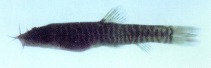 Image of Nemacheilus platiceps 