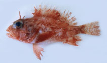 Image of Neomerinthe erostris (Round scorpionfish)