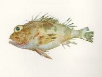 Image of Neosebastes thetidis (Thetis fish)