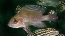 Image of Neolamprologus toae 