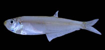 Image of Neoopisthopterus tropicus (Tropical longfin herring)