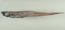 Image of Notacanthus abbotti 
