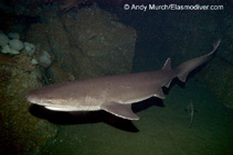 Image of Notorynchus cepedianus (Broadnose sevengill shark)