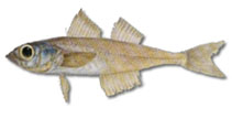 Image of Normanichthys crockeri (Mote sculpin)