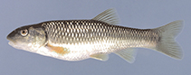Image of Nocomis leptocephalus (Bluehead chub)