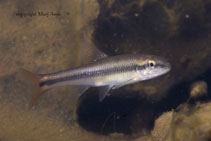Image of Nocomis micropogon (River chub)