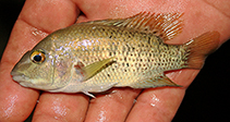 Image of Herichthys pantostictus (Chairel cichlid)