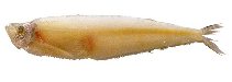 Image of Odontognathus mucronatus (Guiana longfin herring)
