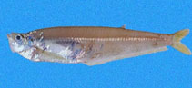 Image of Odontognathus panamensis (Panama longfin herring)