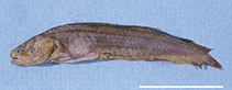 Image of Ogilbia davidsmithi (Cortez brotula)