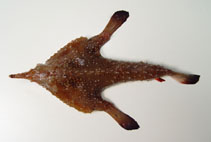 Image of Ogcocephalus pumilus (Dwarf batfish)