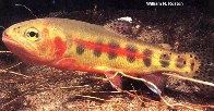 Image of Oncorhynchus aguabonita (Golden trout)