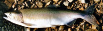 Image of Oncorhynchus gorbuscha (Pink salmon)