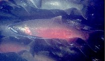 Image of Oncorhynchus kisutch (Coho salmon)