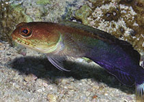 Image of Opistognathus albicaudatus (Whitetail jawfish)