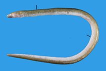 Image of Ophichthus bicolor (Bicolored snake eel)