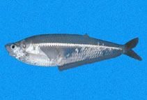 Image of Opisthopterus equatorialis (Equatorial longfin herring)