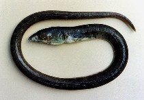 Image of Ophichthus gomesii (Shrimp eel)