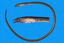 Image of Ophichthus longipenis (Slender snake eel)