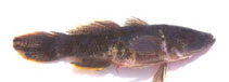 Image of Ophiocara macrolepidota 