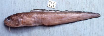 Image of Ophidion muraenolepis (Blackedge cusk)