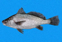 Image of Ophioscion scierus (Point-Tuza croaker)