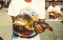 Image of Opsanus tau (Oyster toadfish)