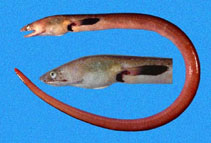 Image of Ophichthus zophochir (Yellow snake eel)