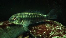 Image of Oreochromis ndalalani (Narrow-mouthed Natron tilapia)