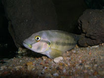 Image of Orthochromis stormsi 