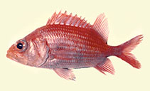 Image of Ostichthys ovaloculus (Ovaleye soldierfish)
